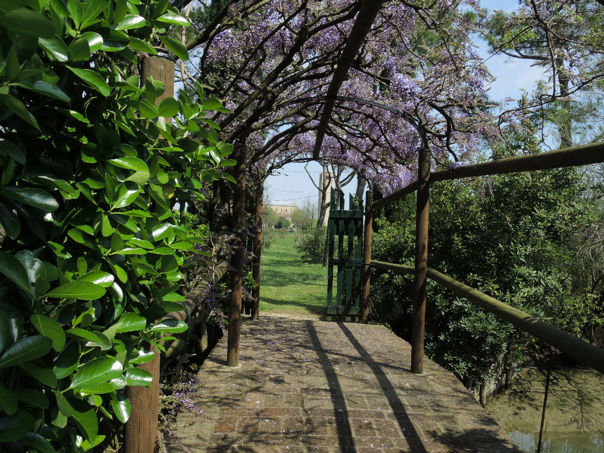 A small bridge in Torcello covered with wisteria