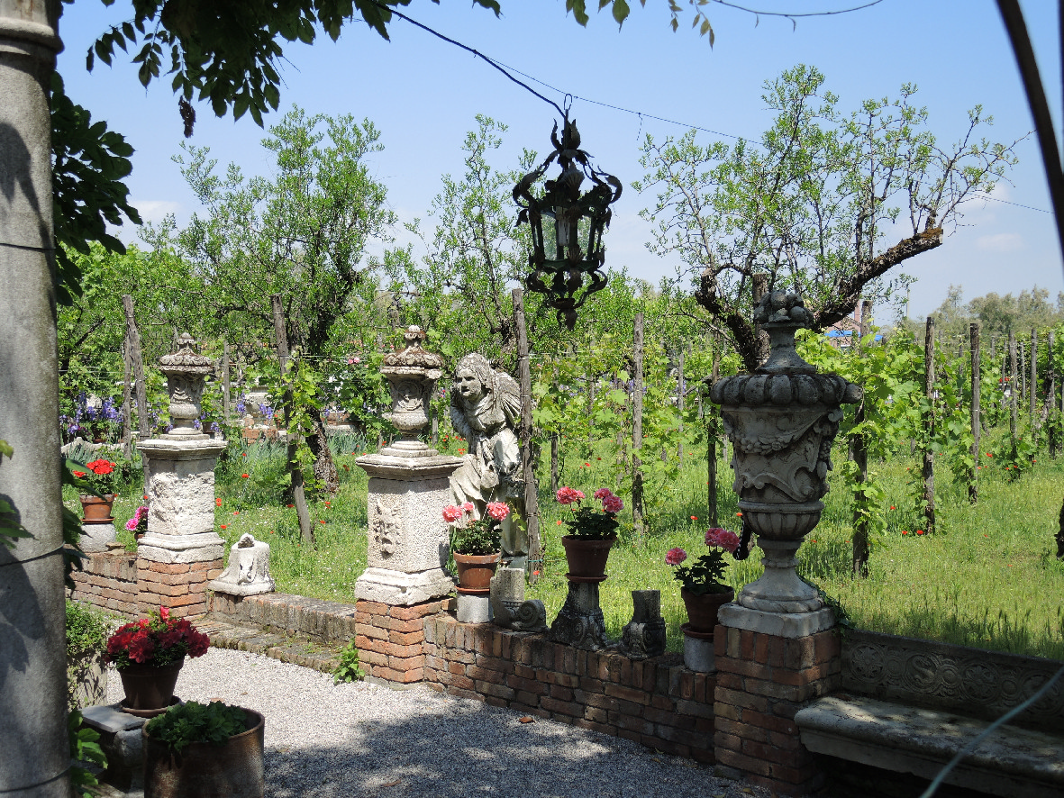 A vineyard in Torcello
