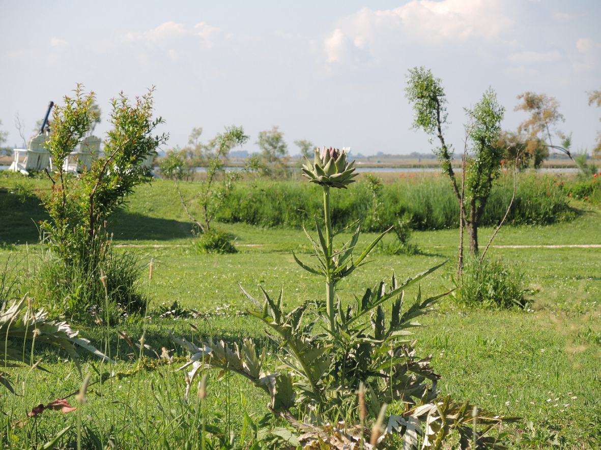 Artichoke field in Torcello