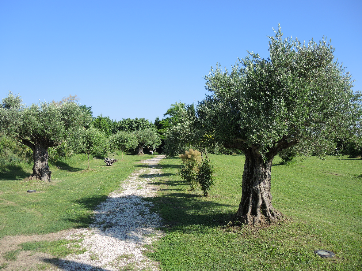 Olive trees in Torcello
