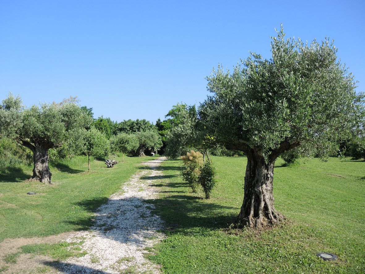 Olive trees in Torcello