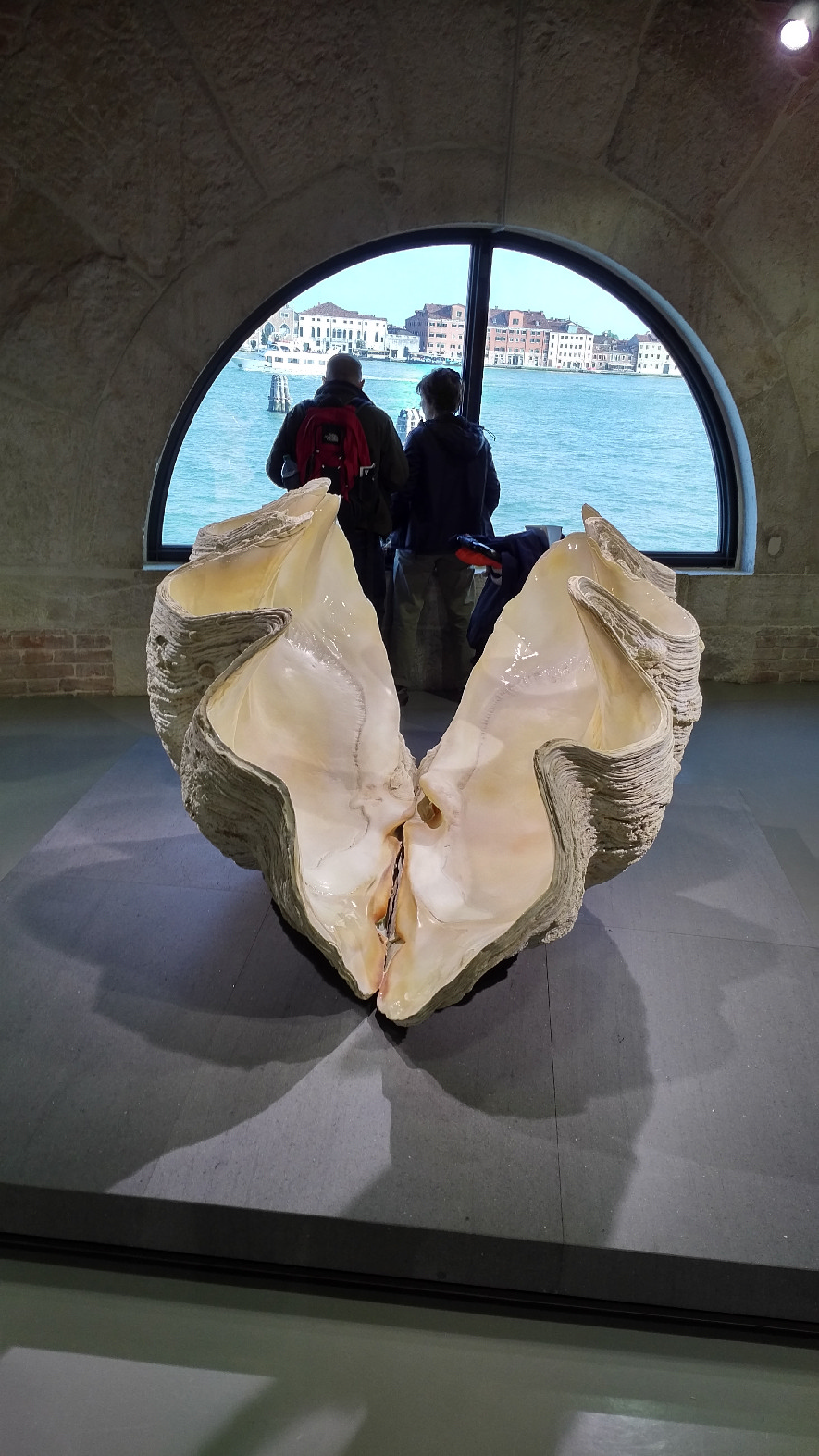 D. Hirst_Giant Clam shell